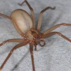 Brown Recluse