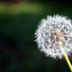 Part 1: Dandelions and White Supremacy: The Overarching Frame