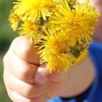Part Two: Dandelions in the Temple